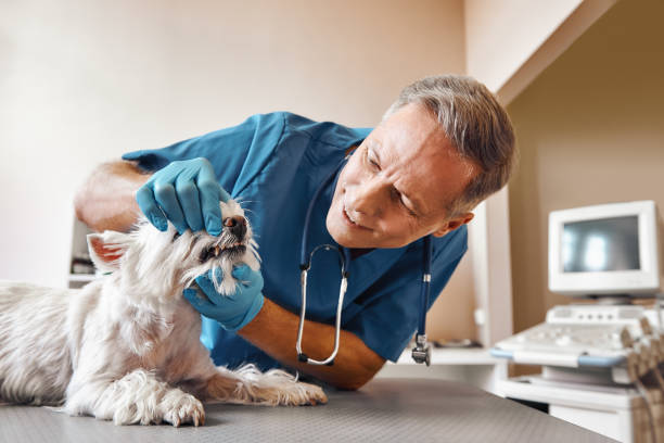 Best Mobile Emergency Dentist in Brinkley, AR